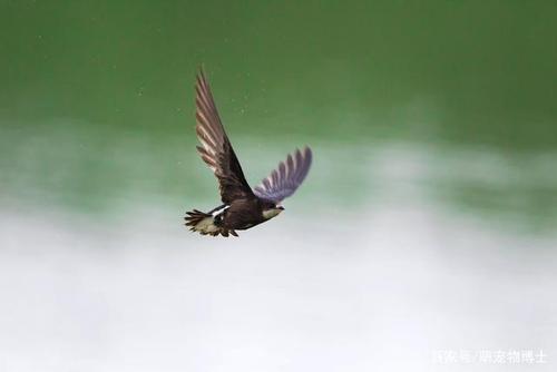 飞行速度最快的鸟是什么谜底
